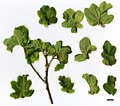 SpeciesSub: Fastigiata Group 'Facrist' SpeciesSub: Fastigiata Group 'Facrist'